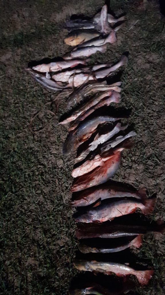 Secuestran peces fuera de medida y cuya pesca está prohibida