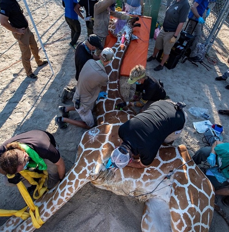 Una jirafa se fracturó las dos patas y se necesitaron 24 personas para curarla Una jirafa se fracturó las dos patas y se necesitaron 24 personas para curarla