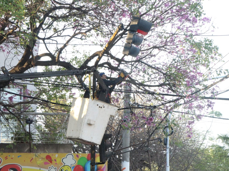 Poda responsable: el Municipio intervino en avenida Italia del 0 al 100 y en Villa Elisa Poda responsable: el Municipio intervino en avenida Italia del 0 al 100 y en Villa Elisa