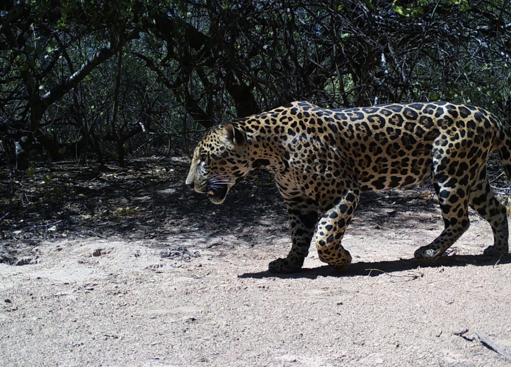 Registraron al yaguareté Tañhi Wuk en el Parque Nacional El Impenetrable