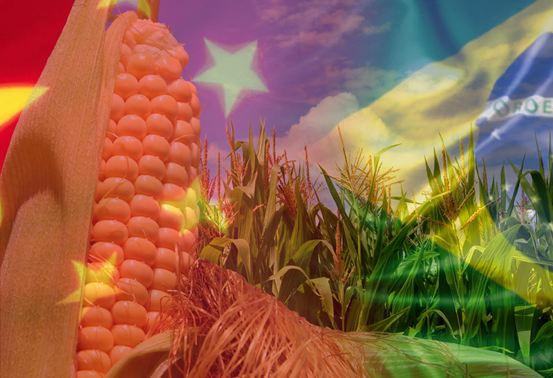 El maíz brasileño juega en otra “liga” superior por China, pero Argentina sigue con la “ñata contra el vidrio” El maíz brasileño juega en otra “liga” superior por China, pero Argentina sigue con la “ñata contra el vidrio”