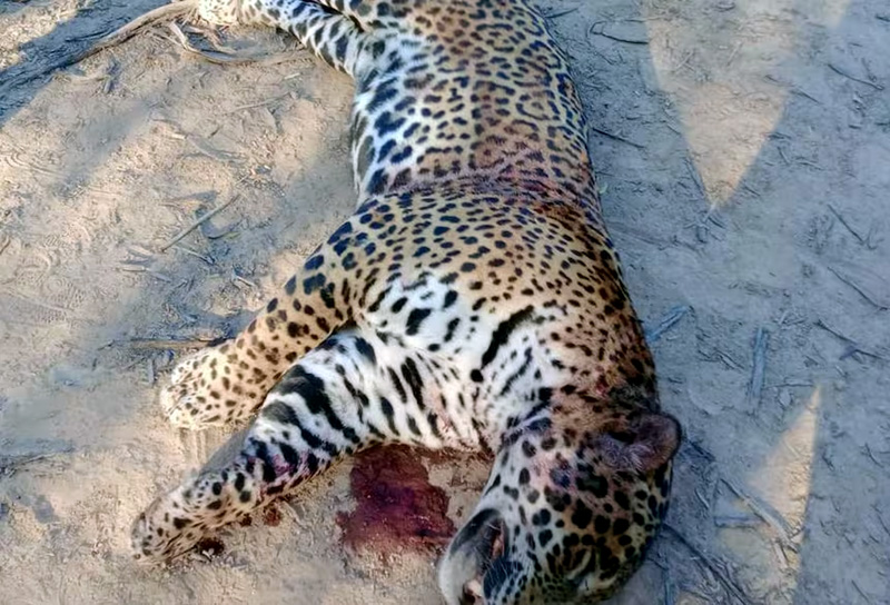 Formosa: estiman en más de .700 millones el daño ambiental que dejó la caza y muerte de un yaguareté Formosa: estiman en más de .700 millones el daño ambiental que dejó la caza y muerte de un yaguareté