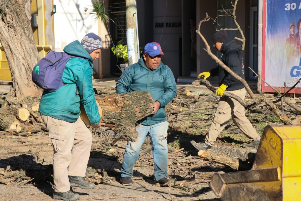 El municipio extrajo un árbol añoso y de gran tamaño ubicado en el centro de la ciudad El municipio extrajo un árbol añoso y de gran tamaño ubicado en el centro de la ciudad