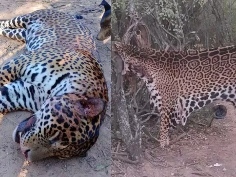 Greenpeace condena la caza del yaguareté y pide a la Corte Suprema resolución de la causa en defensa de la especie Greenpeace condena la caza del yaguareté y pide a la Corte Suprema resolución de la causa en defensa de la especie