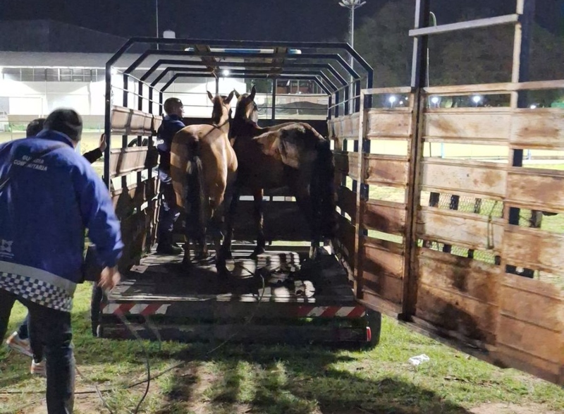 Secuestraron dos caballos sueltos en el Parque 2 de Febrero Secuestraron dos caballos sueltos en el Parque 2 de Febrero