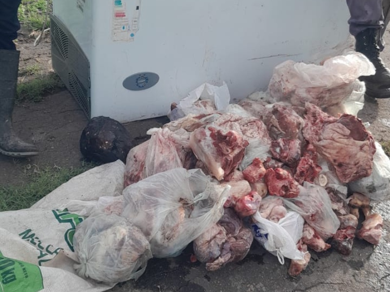 Incautaron 400 kilos de carne vacuna en allanamientos por supuesto abigeato en San Martín Incautaron 400 kilos de carne vacuna en allanamientos por supuesto abigeato en San Martín