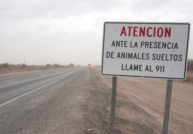 Animales sueltos en las rutas: recomendaciones para evitar siniestros viales Animales sueltos en las rutas: recomendaciones para evitar siniestros viales