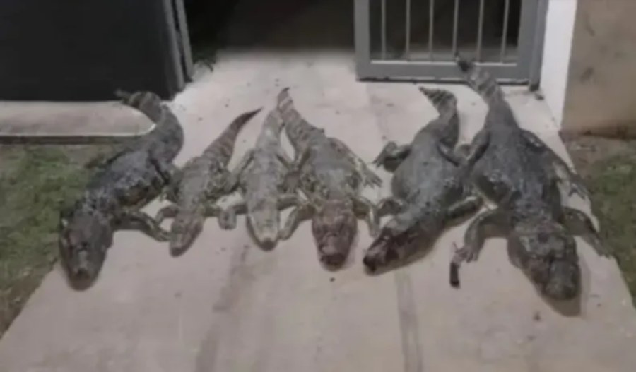 Detuvieron a cinco hombres por la caza ilegal de seis yacarés Detuvieron a cinco hombres por la caza ilegal de seis yacarés