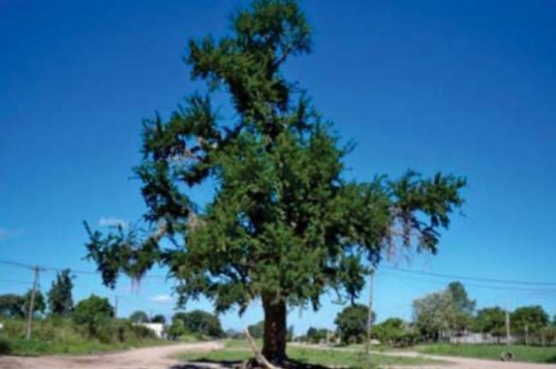 Declararon patrimonio cultural, natural y ancestral al sitio donde se produjo la Masacre de El Zapallar en 1933 Declararon patrimonio cultural, natural y ancestral al sitio donde se produjo la Masacre de El Zapallar en 1933