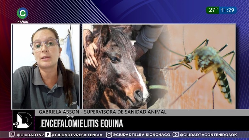 Encefalomielitis equina: “Esta enfermedad afecta principalmente a los equinos, pero tiene como vector a los mosquitos” Encefalomielitis equina: “Esta enfermedad afecta principalmente a los equinos, pero tiene como vector a los mosquitos”