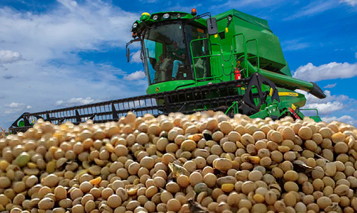 La soja se derrumbó a su nivel más bajo del año La soja se derrumbó a su nivel más bajo del año