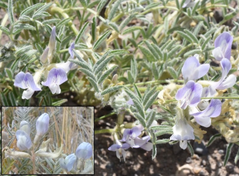Distinguen a nivel nacional un estudio sobre plantas tóxicas con participación de UNNE Distinguen a nivel nacional un estudio sobre plantas tóxicas con participación de UNNE