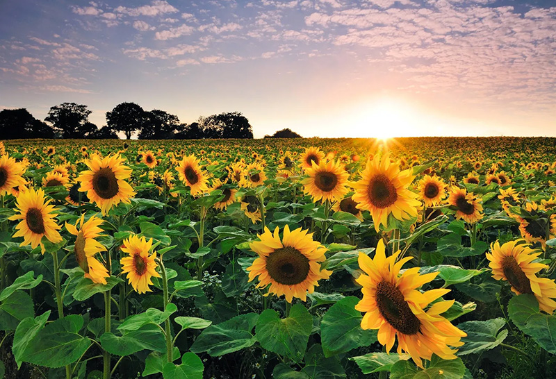 El girasol confirma su revancha: primera proyección oficial estima cosecha casi 30% mayor que ciclo pasado El girasol confirma su revancha: primera proyección oficial estima cosecha casi 30% mayor que ciclo pasado