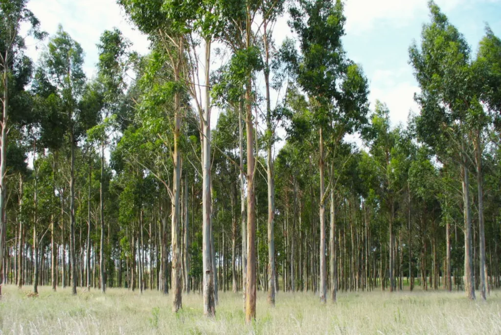 Eucaliptos: evalúan especies forestales para fortalecer la producción