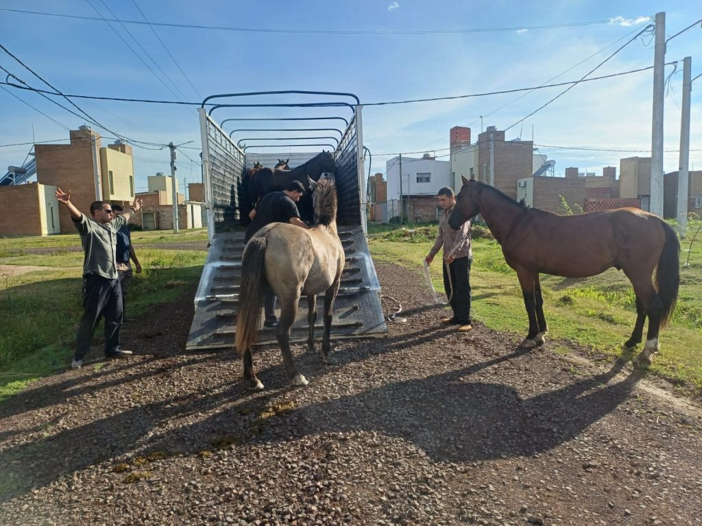 Retiran de las calles a seis caballos que deambulaban por Resistencia