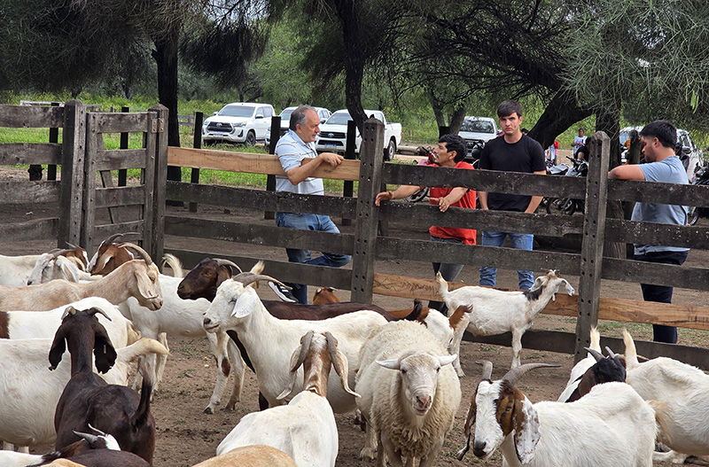 El gobierno de Milei eliminó regímenes de promoción de ovinos, caprinos, búfalos y otros más El gobierno de Milei eliminó regímenes de promoción de ovinos, caprinos, búfalos y otros más