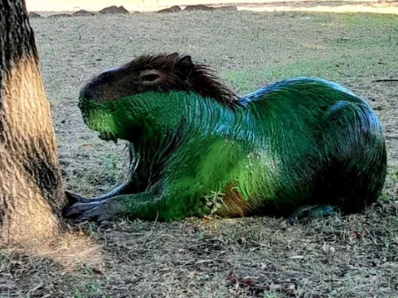 Ambientalistas reclaman que termine la contaminación del río Uruguay Ambientalistas reclaman que termine la contaminación del río Uruguay