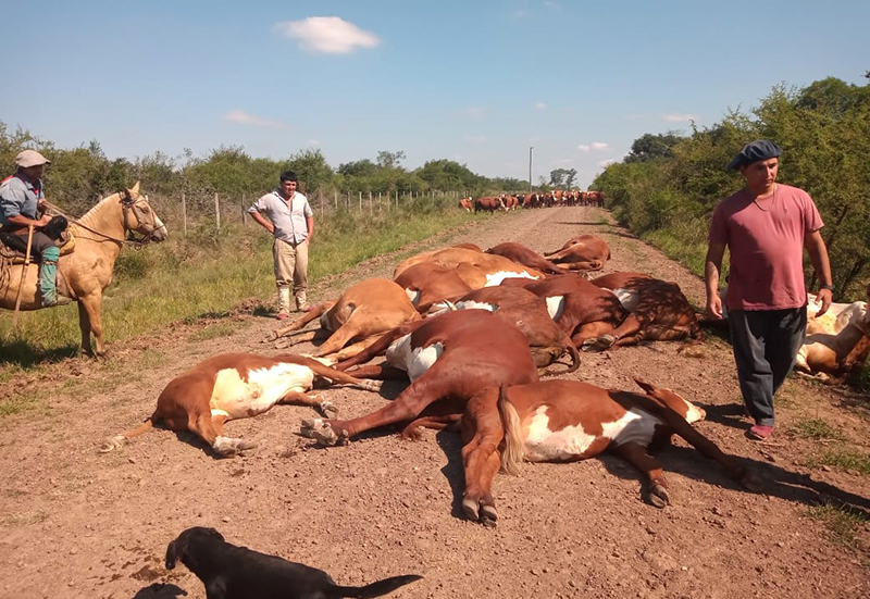 Corrientes: un cable de alta tensión de la DPEC cayó sobre un grupo de animales y los electrocutó Corrientes: un cable de alta tensión de la DPEC cayó sobre un grupo de animales y los electrocutó
