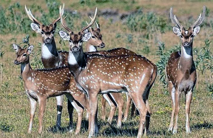 Reglamentan ley que permite la caza de la especie invasora ciervo axis, su faena y comercialización Reglamentan ley que permite la caza de la especie invasora ciervo axis, su faena y comercialización