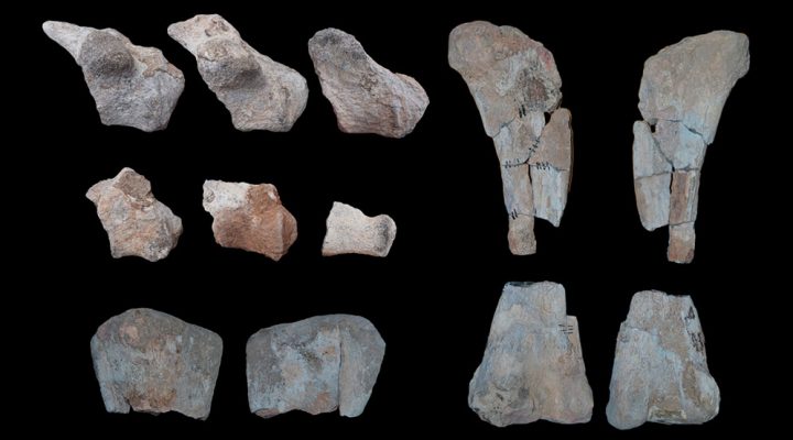 Científicos del Conicet encontraron restos de una nueva especie de dinosaurio de 75 millones de años Científicos del Conicet encontraron restos de una nueva especie de dinosaurio de 75 millones de años