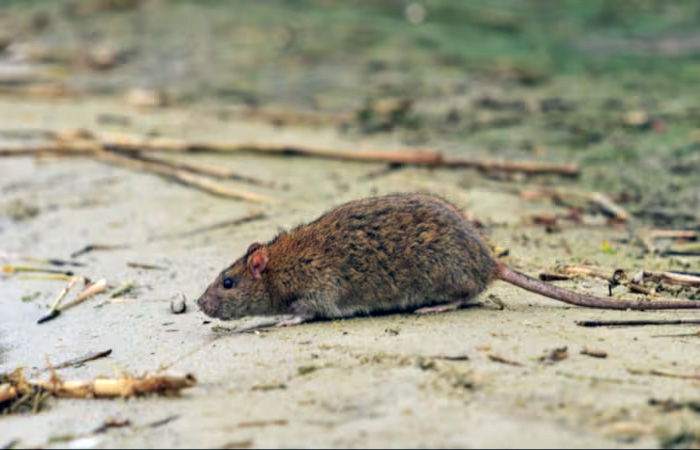 Hantavirus: murió una niña de 10 años en la provincia de Buenos Aires Hantavirus: murió una niña de 10 años en la provincia de Buenos Aires