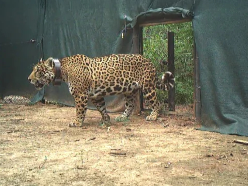Liberan en El Impenetrable a “Miní”, una yaguareté silvestre proveniente de Iberá Liberan en El Impenetrable a “Miní”, una yaguareté silvestre proveniente de Iberá