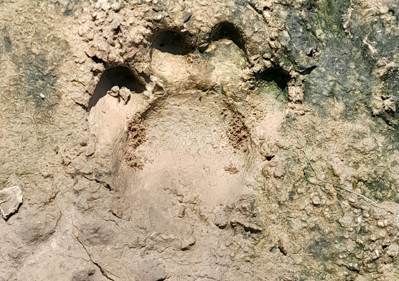 Registran nuevas huellas de yaguareté en el Parque Nacional Río Pilcomayo Registran nuevas huellas de yaguareté en el Parque Nacional Río Pilcomayo