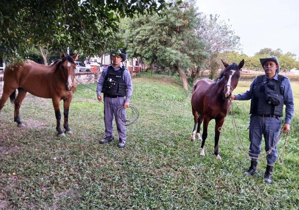 Tras reclamos de vecinos, secuestran tres caballos sueltos en operativo de prevención Tras reclamos de vecinos, secuestran tres caballos sueltos en operativo de prevención