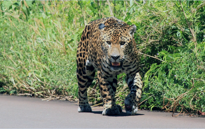 Argentina impulsa de manera innovadora el primer seguro para proteger al yaguareté y las comunidades rurales Argentina impulsa de manera innovadora el primer seguro para proteger al yaguareté y las comunidades rurales