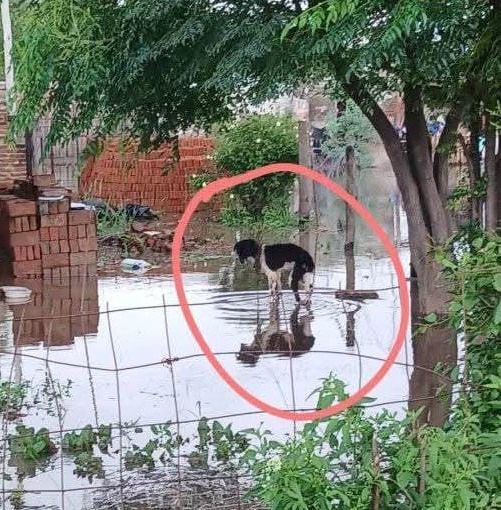 Rescatan a un cachorro víctima de maltrato animal Rescatan a un cachorro víctima de maltrato animal