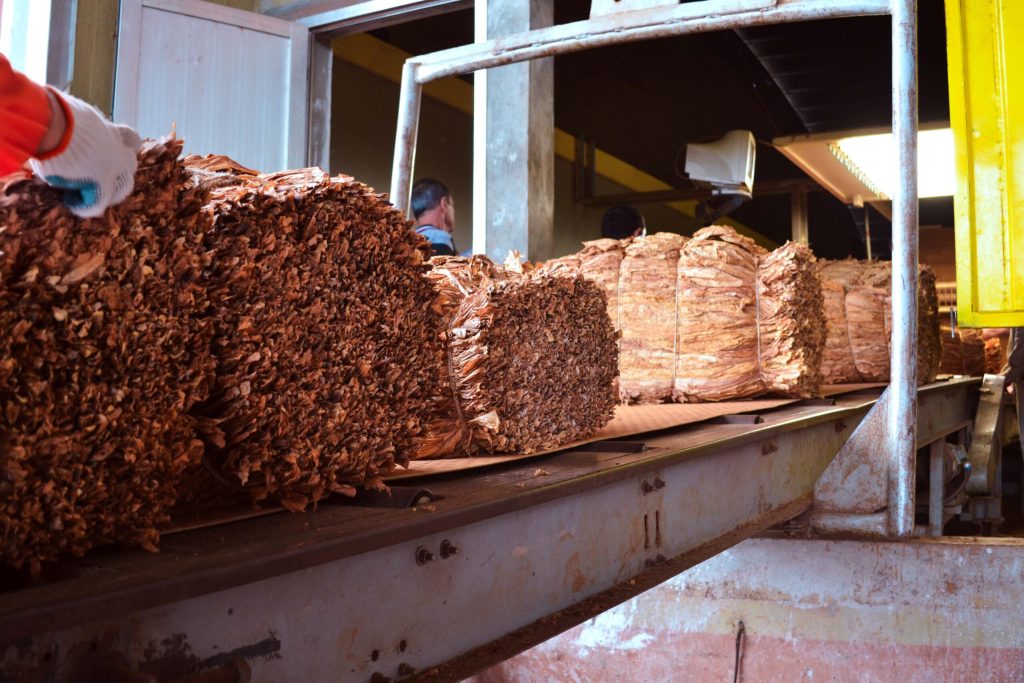 Misiones logró cosecha récord de tabaco, triplicó su acopio, y desplazó a Jujuy y Salta Misiones logró cosecha récord de tabaco, triplicó su acopio, y desplazó a Jujuy y Salta