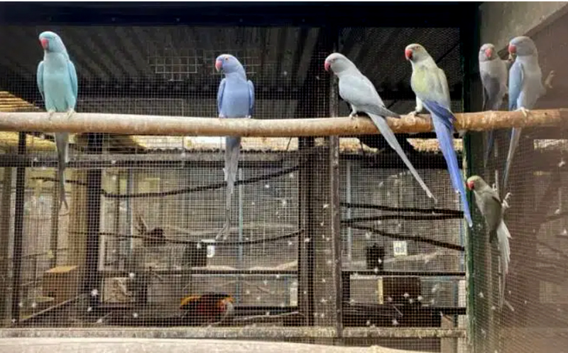 Alerta por el tráfico de fauna silvestre en Chaco: rescataron a más de 100 aves exóticas Alerta por el tráfico de fauna silvestre en Chaco: rescataron a más de 100 aves exóticas