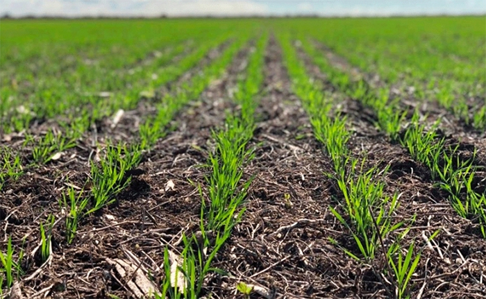 Con muy buena humedad de los suelos no aumentó la superficie de siembra de trigo Con muy buena humedad de los suelos no aumentó la superficie de siembra de trigo