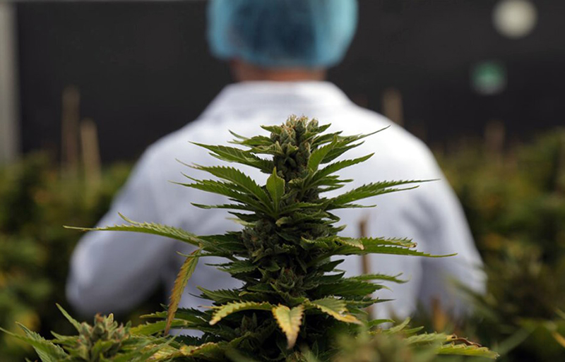 Peligra industria del cannabis medicinal: denuncian trabas burocráticas del gobierno y producción en riesgo Peligra industria del cannabis medicinal: denuncian trabas burocráticas del gobierno y producción en riesgo