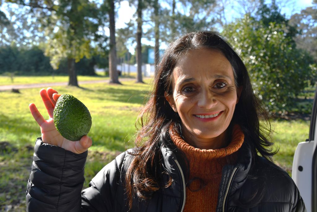 Investigadoras de la UNNE y el INTA elaboraron manual gratuito para impulsar el cultivo de palta en el NEA