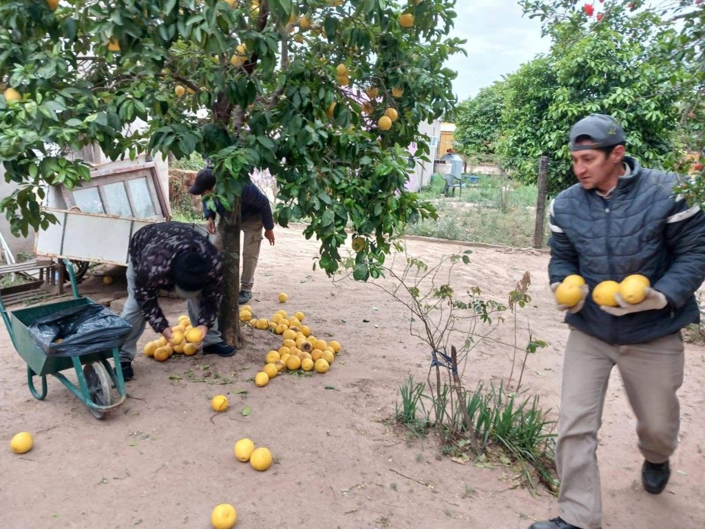 Castelli: Ambiente dio inicio a la temporada de recolección de frutas para extracción de semillas
