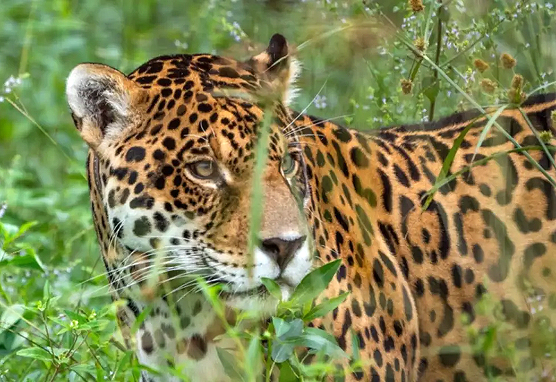 Corrientes lidera en yaguaretés libres y posiciona al Iberá como destino de naturaleza Corrientes lidera en yaguaretés libres y posiciona al Iberá como destino de naturaleza