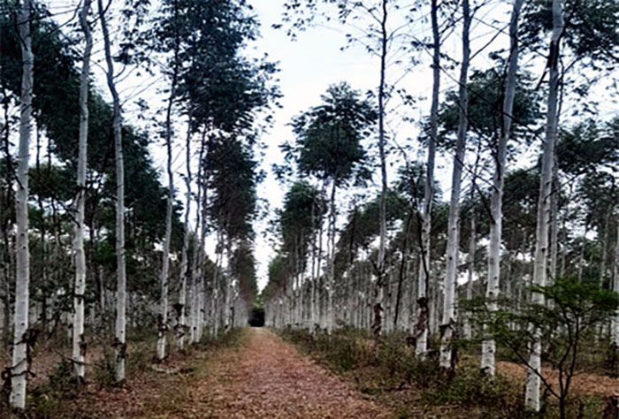 El Gobierno nacional lanza una plataforma para optimizar la producción forestal El Gobierno nacional lanza una plataforma para optimizar la producción forestal