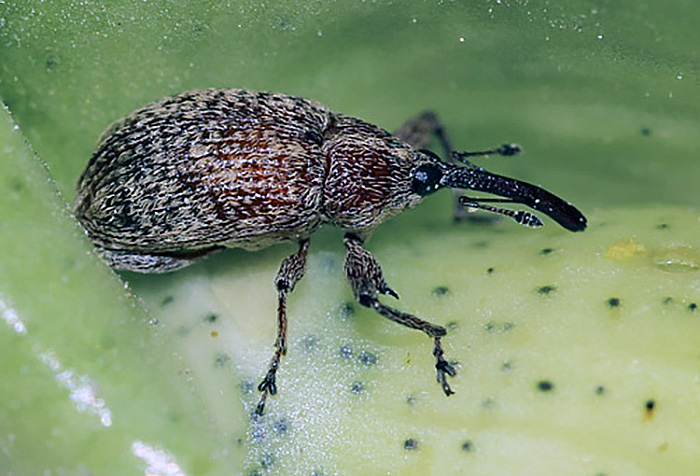 Como otras plagas, el control del Picudo algodonero ya no pasa por el Senasa sino por el esfuerzo de los productores Como otras plagas, el control del Picudo algodonero ya no pasa por el Senasa sino por el esfuerzo de los productores