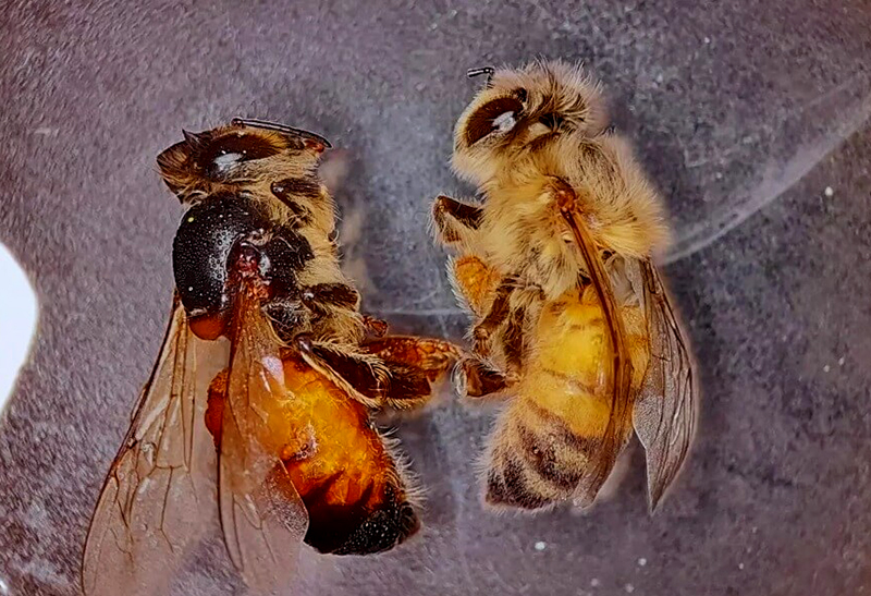 Desarrollo del INTA: con biotecnología, lograron reducir el impacto de un virus letal para las abejas Desarrollo del INTA: con biotecnología, lograron reducir el impacto de un virus letal para las abejas