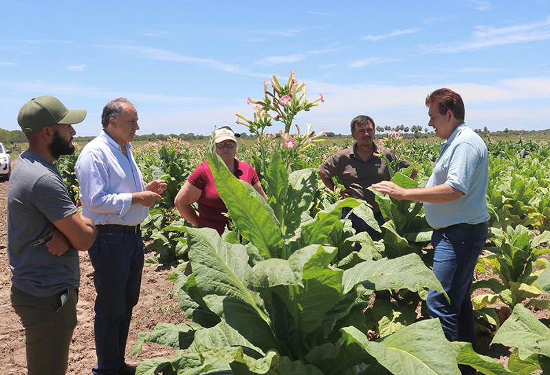 Destacan el buen presente de la producción tabacalera en Zapallar Norte y Los Paraguayos Destacan el buen presente de la producción tabacalera en Zapallar Norte y Los Paraguayos