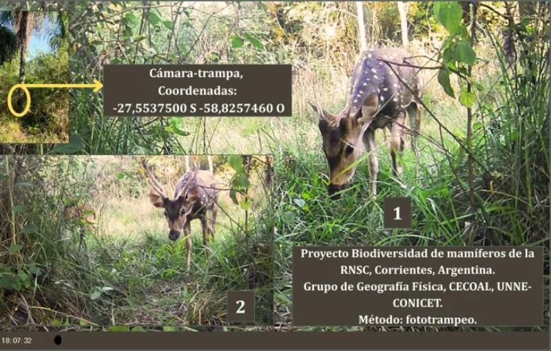 Publican el primer registro de la especie invasora ciervo axis en Corrientes Publican el primer registro de la especie invasora ciervo axis en Corrientes