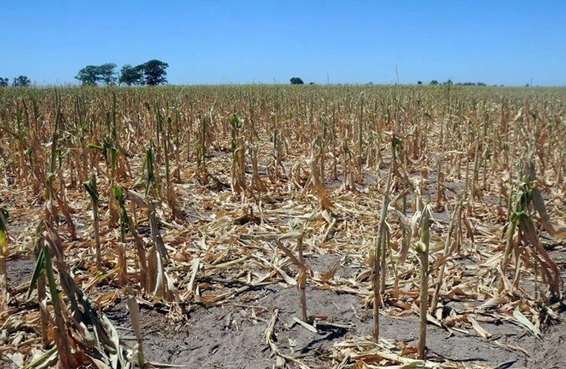 En el norte de Santa Fe la sequía no cedió y se extendió la emergencia agropecuaria En el norte de Santa Fe la sequía no cedió y se extendió la emergencia agropecuaria