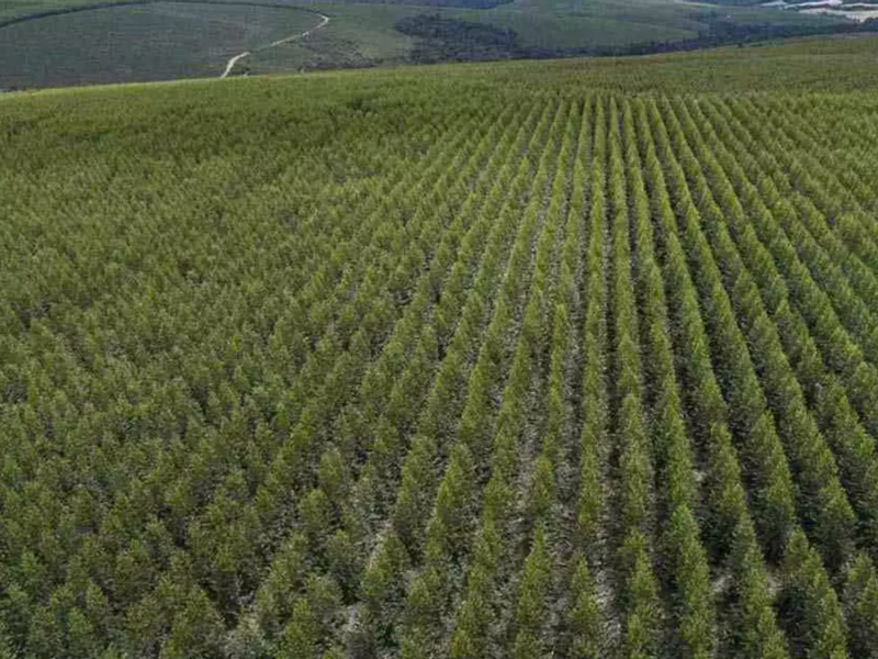 Demasiada tierra en pocas manos: las diez multinacionales que controlan millones de hectáreas en Argentina Demasiada tierra en pocas manos: las diez multinacionales que controlan millones de hectáreas en Argentina