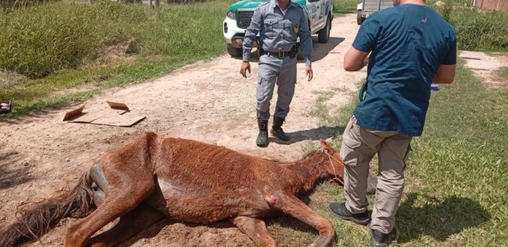 Rápida intervención policial ante un grave caso de maltrato animal en Resistencia