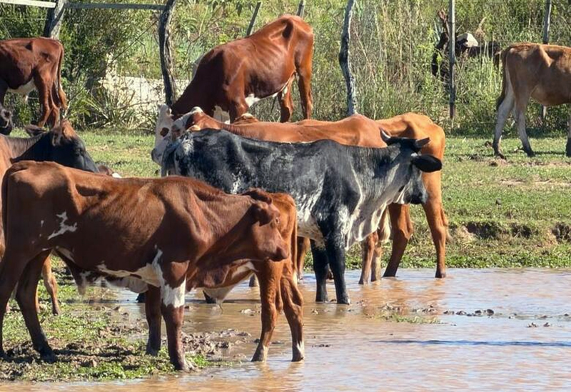 Corrientes: 200 vacunos en riesgo por falta de alimento mientras esperan una definición judicial Corrientes: 200 vacunos en riesgo por falta de alimento mientras esperan una definición judicial